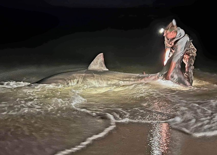 A Great white shark caught by fishers off Orange Beach shore Gulf